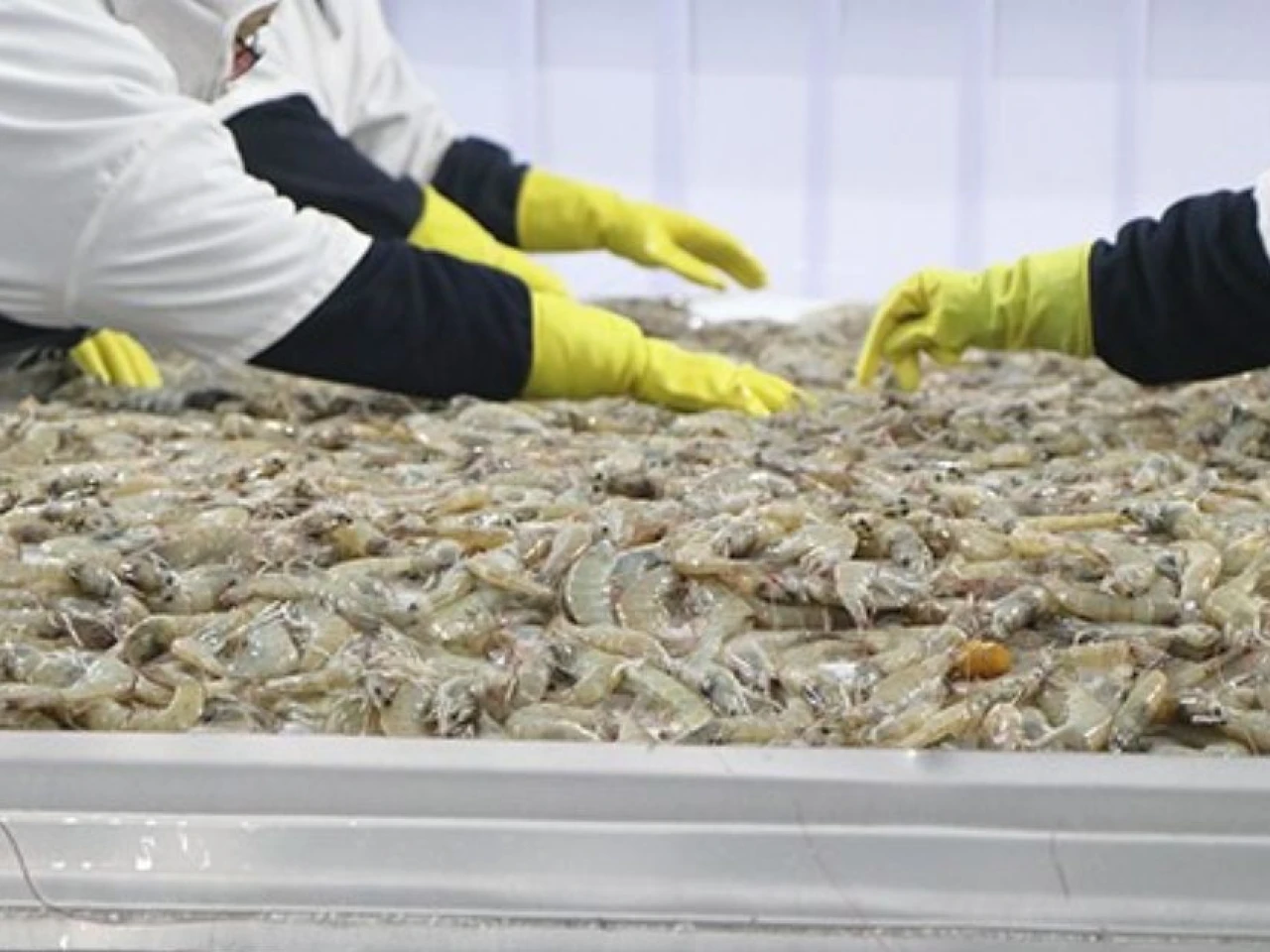 Industria de alimento para camarón impulsa la expansión de la acuicultura ecuatoriana
