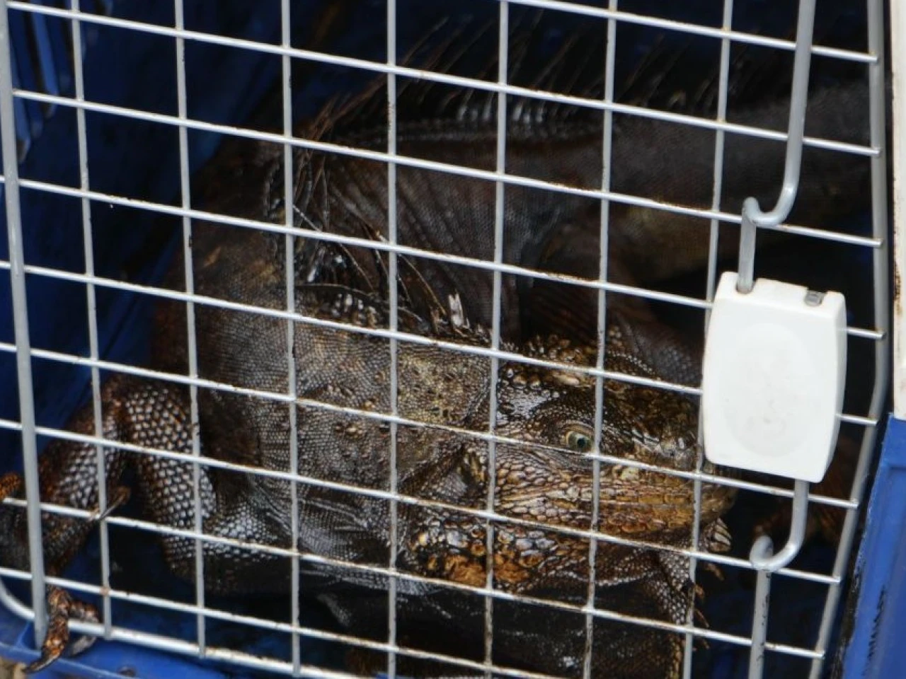 Iguanas y aves son las especies más afectadas por derrame en estero El Salado