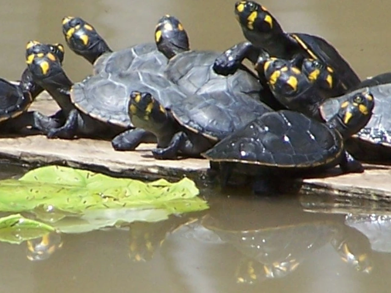 Los cofanes han logrado conservar exitosamente las tortugas charapas