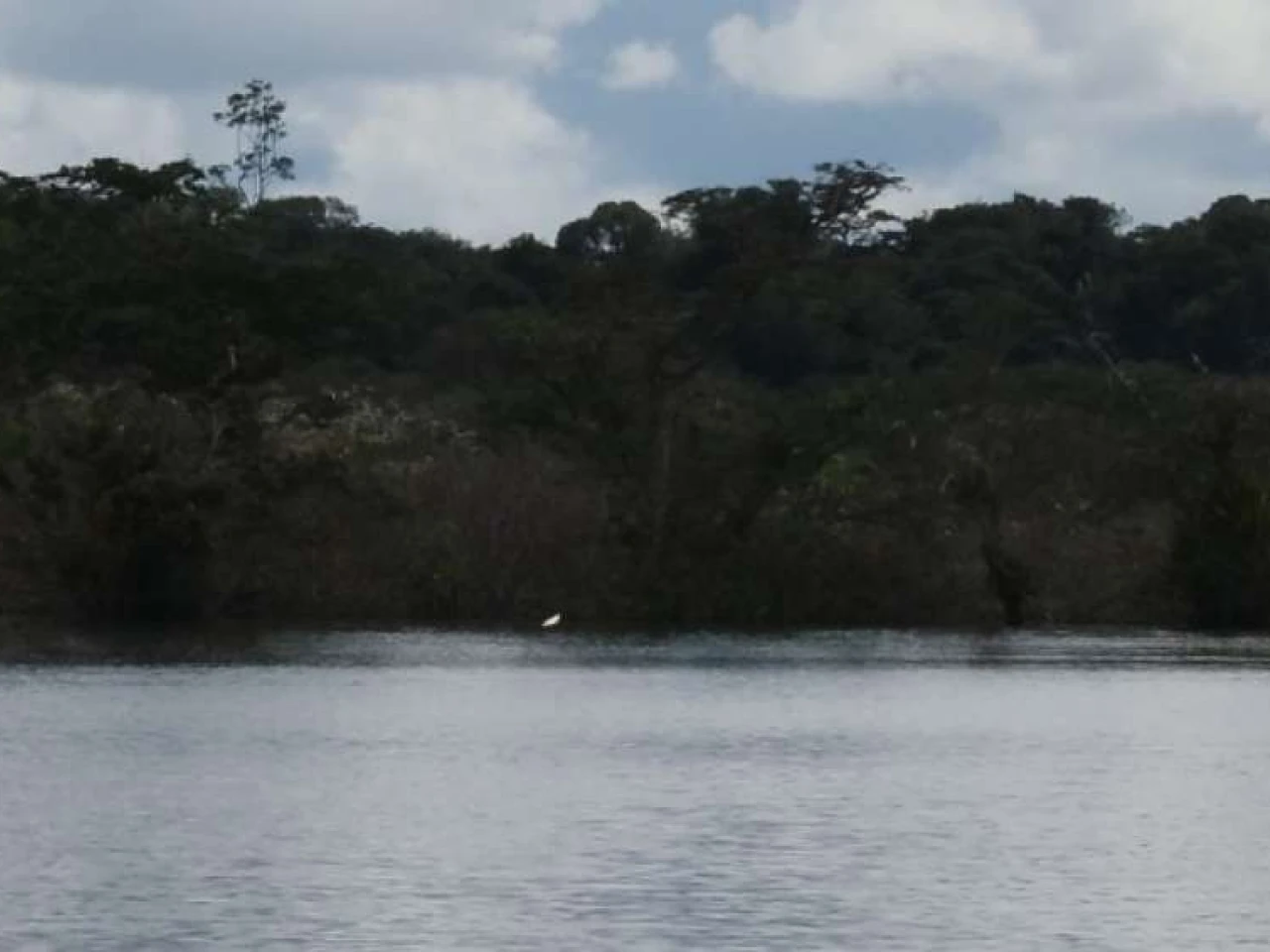 Reserva Faunística Cuyabeno, un aniversario más junto a nuevas especies