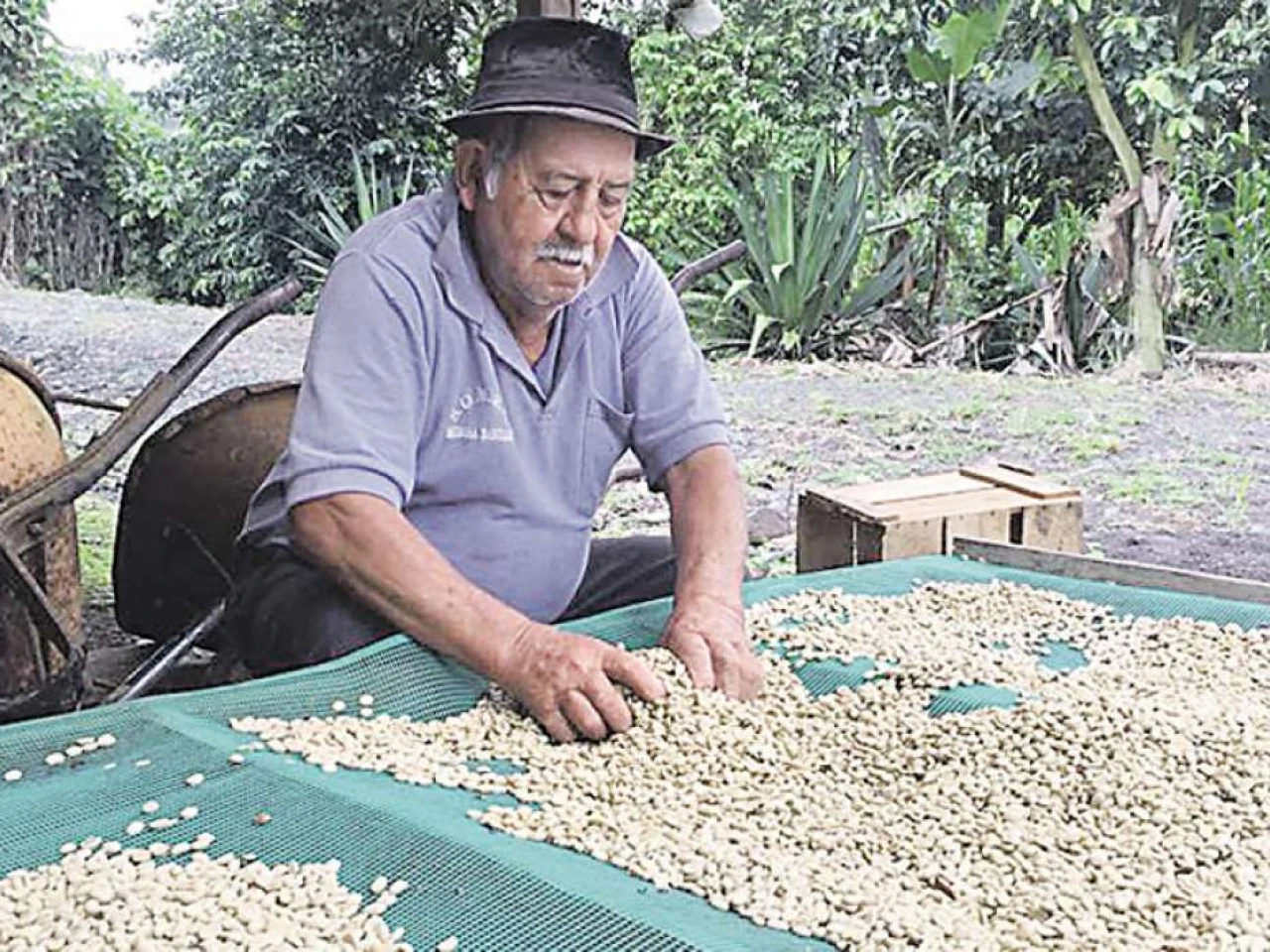Unas 1.800 familias de la nacionalidad Shuar, en Morona, cultivan café