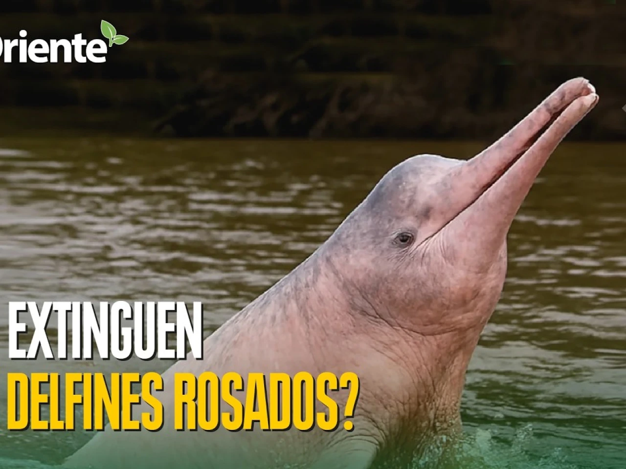 Noticias de Ecuador hoy. Podcast Noti Oriente [29 de junio de 2026]