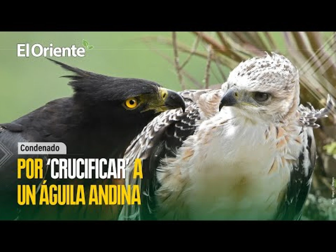 Noticias de Ecuador. Podcast Noti Oriente [7 de junio, 2023]