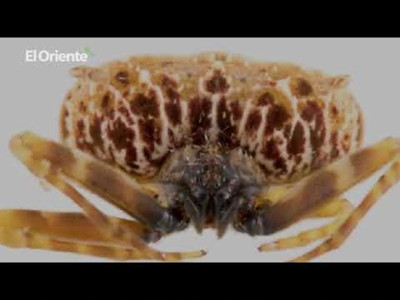 Noticiero Semanal El Oriente 01-10-2021