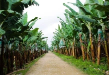 Gobierno activa emergencia fitosanitaria por hongo Fusarium Raza 4 en finca bananera 