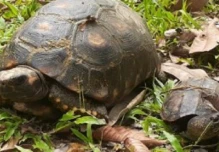 21 animales silvestres volvieron a su hábitat natural en Orellana 