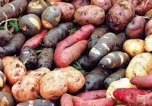 Ecuador prepara nuevas variedades de papa destinadas a la industria de chips de colores 