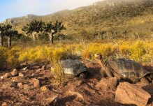 Población de tortugas gigantes en la isla Pinzón muestra notable recuperación
