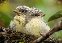 7 pájaros brujos nacieron en Galápagos