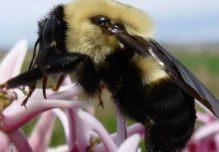 Trece especies de abejorros registradas en Ecuador