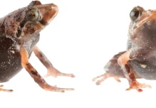2 nuevas especies de ranas fueron descubiertas en la cordillera oriental