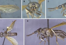 Se describe una nueva especie de tábano de la Amazonía de Ecuador