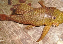 Se registra una nueva especie de pez en Ecuador
