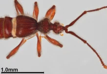 Descubren dos nuevas especies de escarabajos en Napo 