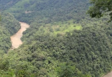 Hallan nueva especie vegetal en la Amazonía ecuatoriana