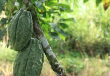 Ecuador en diálogo con la UE sobre normativa de deforestación