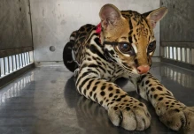 Autoridades retienen un ocelote mantenido en cautiverio ilegal en El Coca