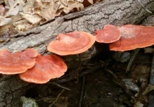47 especies de hongos fueron registradas en reserva de El Oro