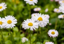 Estudio revela que 40 % de plantas de familia de margaritas está en Ecuador