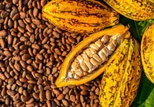 El precio del cacao cotiza sobre los $ 7.700 el quintal