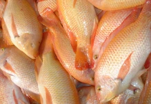 El gran declive de la tilapia