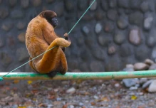 El Arca alberga a 300 animales en plena Amazonía