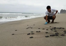 Más de 9.000 tortugas marinas golfina nacieron en Las Palmas