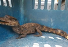 Tráfico de fauna en América Latina se consolida como crimen organizado transnacional