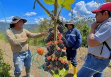 Productores de El Chaco exploran acuerdos de venta directa
