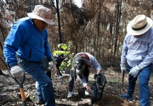 La reforestación de Quito tras incendios inició con siembra de 20.000 árboles