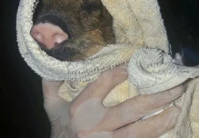 Perros domésticos asilvestrados afectan y atacan a las especies salvajes en Ecuador