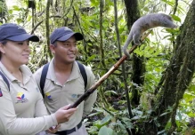 Perezosos, tortugas, boas… regresaron a su hábitat natural en Sucumbíos