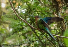 El conteo navideño de aves entró en marcha