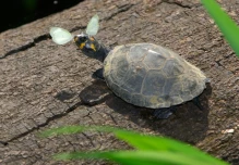 Yasuní: un referente para la conservación de las tortugas charapas