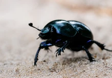 Nueva especie de escarabajo revela presión sobre el Chocó ecuatoriano