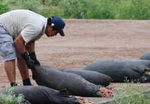 Arranca en Ecuador proyecto de matriz exportadora de gigante suizo del cacao