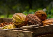 La tonelada de cacao bajó a $ 8.320