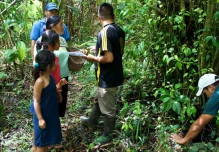 La guayusa, una planta milenaria y curativa