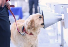Ecuador adiestra a unidades caninas para detectar covid-19 entre la gente
