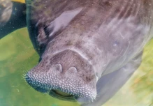 150 manatíes amazónicos, especie en peligro crítico de extinción, habitan en Ecuador