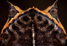 Biólogos eligen a las ranas más atractivas del país