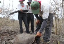 742 tortugas introducidas en isla Santa Fe se desarrollan favorablemente