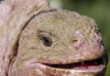 Científicos descubrieron un nuevo herpes en la iguana rosada de Galápagos