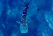 Localizan a doce nuevos ejemplares de tiburones ballena en las Galápagos 
