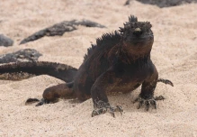 Galápagos experimenta signos de recuperación