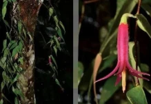 Nueva especie de planta fue descubierta en Morona Santiago