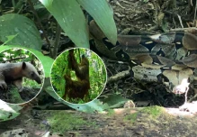 16 especímenes de fauna silvestre fueron liberados en Limoncocha