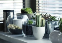 Las flores y plantas reducen un 20 % la contaminación en hogares, escuelas y hospitales