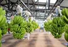 Las exportaciones de banano ecuatoriano se desaceleran
