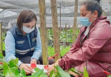Ecuador batió récord de exportación de flores en temporada de San Valentín